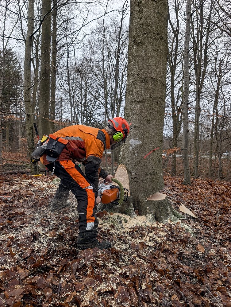 Fældning af store træer 