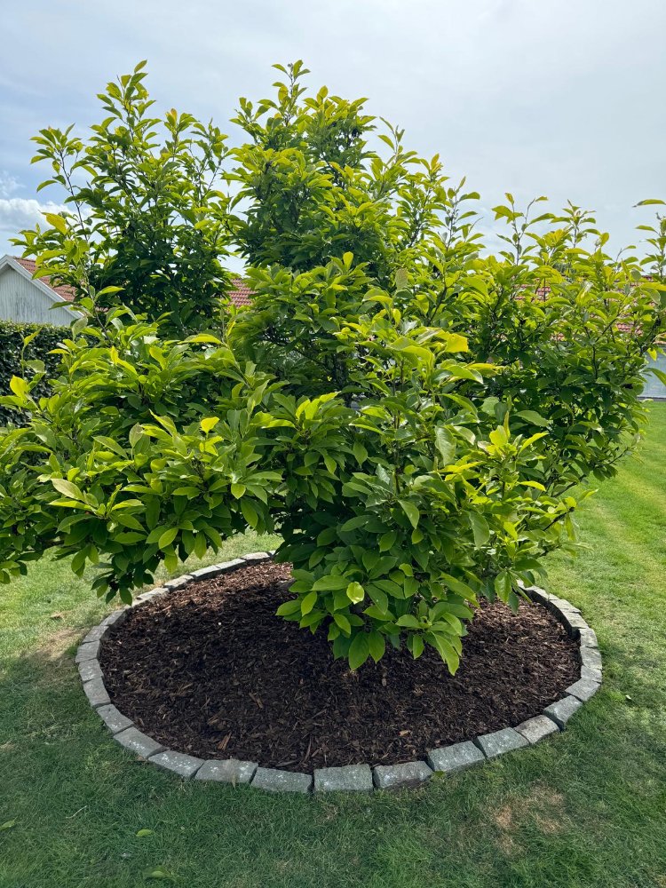 En opfriskning af bed og justering af rhodendron