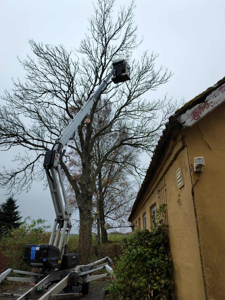 Risikotræ over hustag