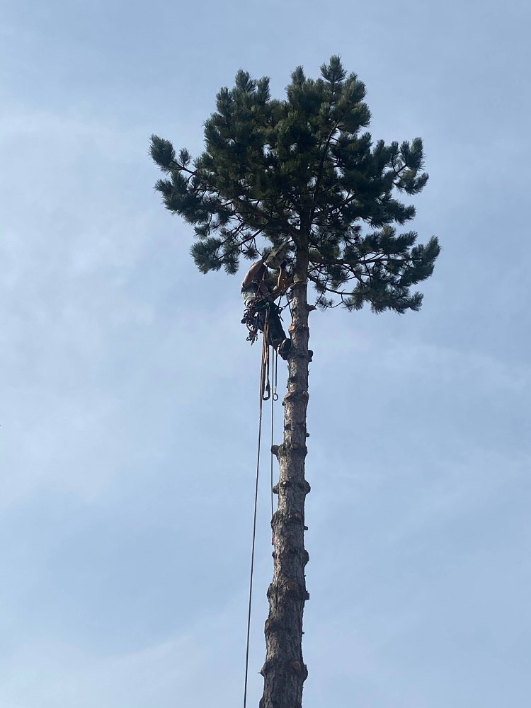 Træklatring af stort fyrtræ