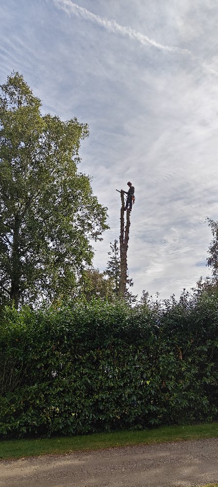 Træklatring død gran